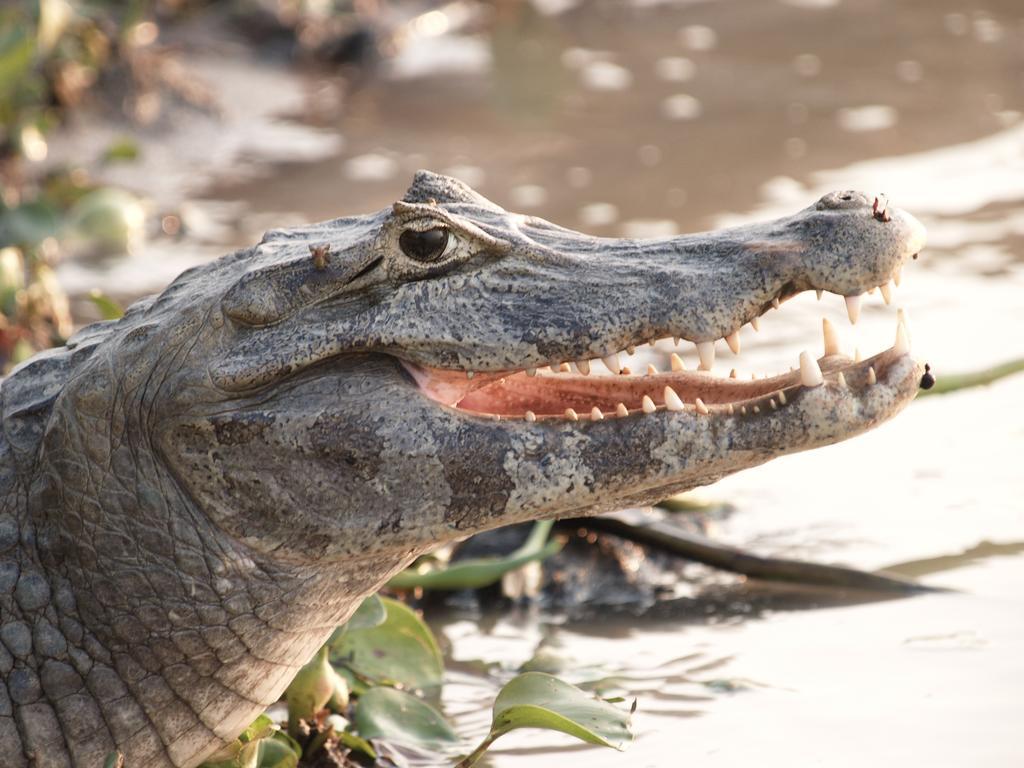 Pousada Do Rio Mutum Barao de Melgaco Екстер'єр фото